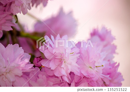 pink sakura flowers on branches in spring season. beautiful nature background of delicate kwanzan plant on a sunny day for wallpaper. urban uzhhorod pink sakura flowers on branches in spring season. beautiful nature background of delicate kwanzan plant on a sunny day for wallpaper. urban uzhhorod 135251522