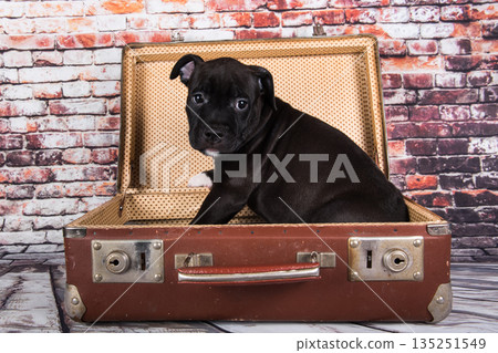 American Staffordshire Terrier dog or AmStaff puppy in a retro suitcase on brick wall background American Staffordshire Terrier dog or AmStaff puppy in a retro suitcase on brick wall background 135251549