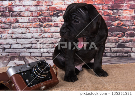 Black puppy on a brick wall background posing in the studio with a retro camera Black puppy on a brick wall background posing in the studio with a retro camera 135251551