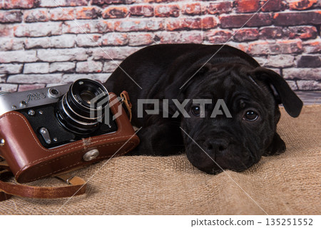 Black puppy on a brick wall background posing in the studio with a retro camera Black puppy on a brick wall background posing in the studio with a retro camera 135251552