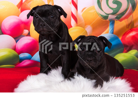 Two American Staffordshire Bull Terrier dogs puppies on red background Two American Staffordshire Bull Terrier dogs puppies on red background 135251553