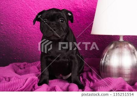 Black American Staffordshire Terrier puppy on pink love background 135251554