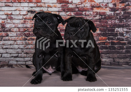 American Staffordshire Terrier two dogs puppies on brick wall background American Staffordshire Terrier two dogs puppies on brick wall background 135251555