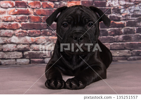 American Staffordshire Terrier dog or AmStaff puppy on brick wall background American Staffordshire Terrier dog or AmStaff puppy on brick wall background 135251557