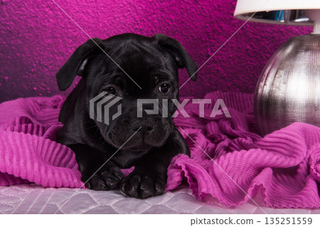 Black American Staffordshire Terrier puppy on pink love background 135251559