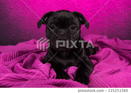Black American Staffordshire Terrier puppy on pink love background Black American Staffordshire Terrier puppy on pink love background 135251560