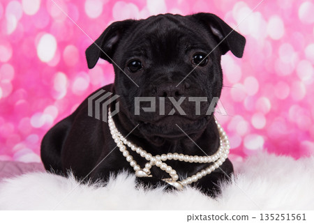 Black American Staffordshire Terrier puppy on pink love background Black American Staffordshire Terrier puppy on pink love background 135251561