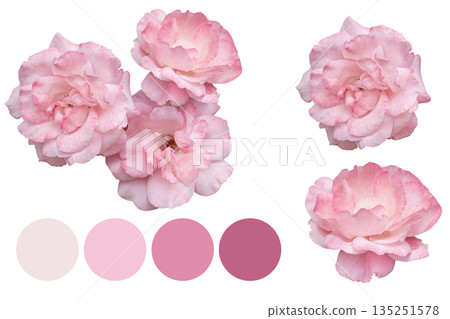Blush rose cluster with soft swatches, wedding Blush rose cluster with soft swatches, wedding 135251578