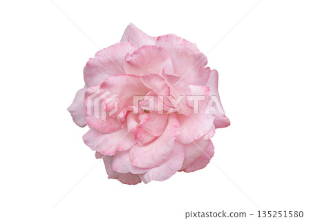 solitary blush rose studio cutout 135251580
