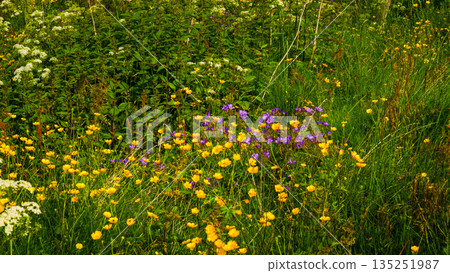 Meadow with flowers in spring or summer. Meadow with flowers in spring or summer. 135251987