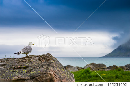 Seagull on sea fjord shore Seagull on sea fjord shore 135251992