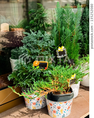 Potted evergreen plants with decorative price tags displayed in outdoor flower shop. Gardening, horticulture, and ornamental vegetation commerce in seasonal urban retail. Potted evergreen plants with decorative price tags displayed in outdoor flower shop. Gardening, horticulture, and ornamental vegetation commerce in seasonal urban retail. 135252080