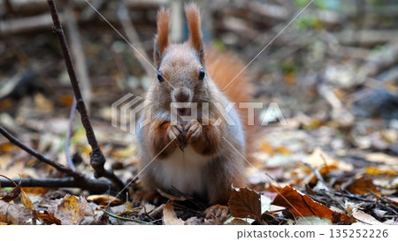 Wild fluffy squirrel gnawing nuts at forest. Cute brown rodent eating found walnuts at autumn park. Portrait to small sciurus chewing food outdoor. Concept of wildlife 135252226