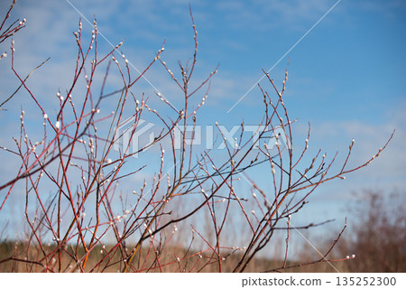 Willow branches. Spring willow branches with buds. Spring 135252300