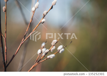 Willow branches. Spring willow branches with buds. Spring Willow branches. Spring willow branches with buds. Spring 135252301
