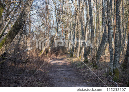 Forest Trail with Exposed Tree Roots Surrounded by Pine Trees Forest Trail with Exposed Tree Roots Surrounded by Pine Trees 135252307
