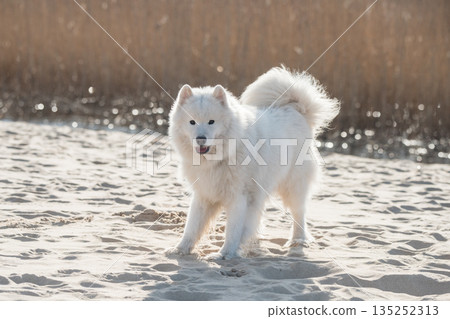 Fluffy white dog Samoyed on Baltic sea cost 135252313