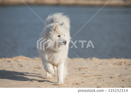 Fluffy white dog Samoyed on Baltic sea cost Fluffy white dog Samoyed on Baltic sea cost 135252314