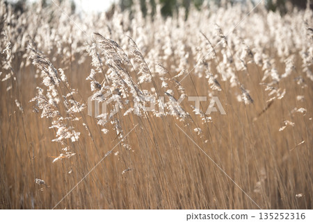 The soft reeds swaying in the backlight The soft reeds swaying in the backlight 135252316
