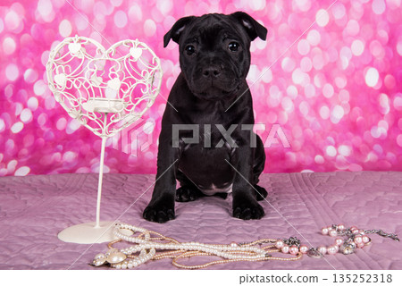 Black American Staffordshire Terrier puppy on pink love background Black American Staffordshire Terrier puppy on pink love background 135252318