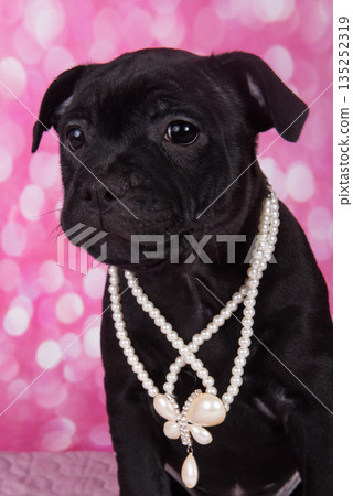 Black American Staffordshire Terrier puppy on pink love background 135252319
