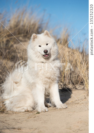 Fluffy white dog Samoyed on Baltic sea cost 135252320