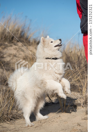 Fluffy white dog Samoyed on Baltic sea cost 135252321