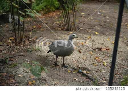 Gray bird walking on a garden path surrounded by greenery in autumn Gray bird walking on a garden path surrounded by greenery in autumn 135252325