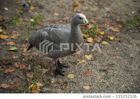 Unique waterfowl waddling on a sandy shore surrounded by autumn leaves Unique waterfowl waddling on a sandy shore surrounded by autumn leaves 135252326