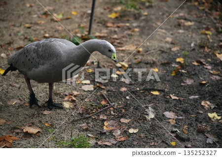 A grey goose foraging among fallen leaves in a serene woodland setting A grey goose foraging among fallen leaves in a serene woodland setting 135252327
