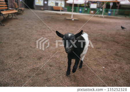 A curious black and white goat explores a sandy farmyard in daylight A curious black and white goat explores a sandy farmyard in daylight 135252328