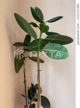 Ficus plant with large green leaves in a minimalist interior corner. Indoor greenery, modern decor and calm biophilic home styling 135252360