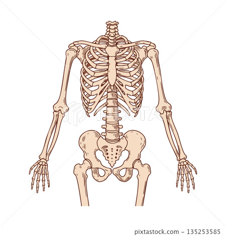 Human upper skeleton anatomy illustration with rib cage and pelvis bones vector 135253585