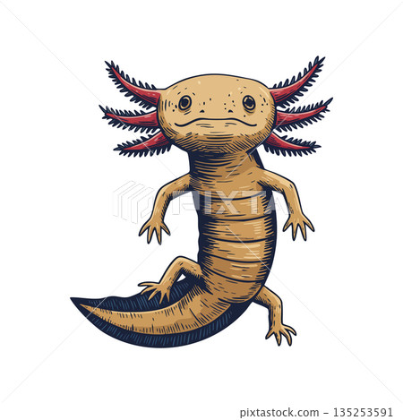 Axolotl amphibian illustration with detailed limbs and gills vector artwork 135253591