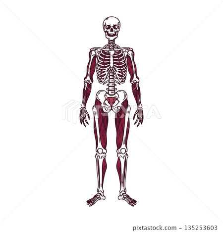 Human skeleton with highlighted muscular system anatomy vector illustration 135253603
