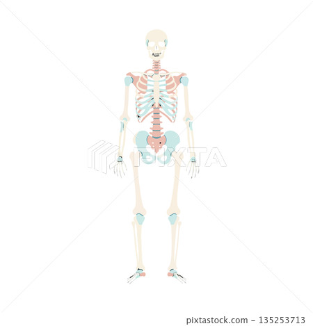 Human skeletal system anatomy vector illustration with bones and joints details 135253713