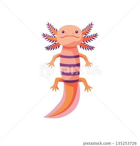 Axolotl amphibian with purple striped body and feathery gills vector illustration 135253726