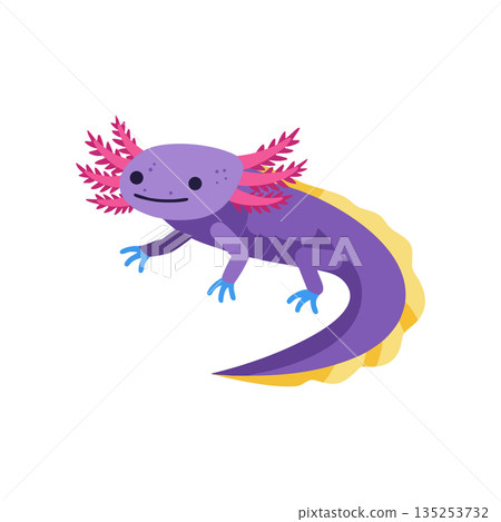 Axolotl amphibian purple body pink gills yellow tail fin vector illustration 135253732