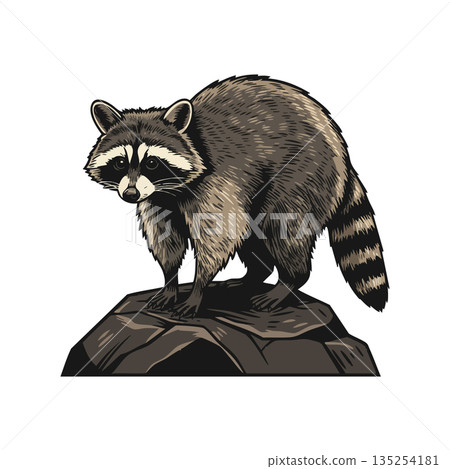 Raccoon standing on rock detailed wildlife animal vector illustration natural pose 135254181