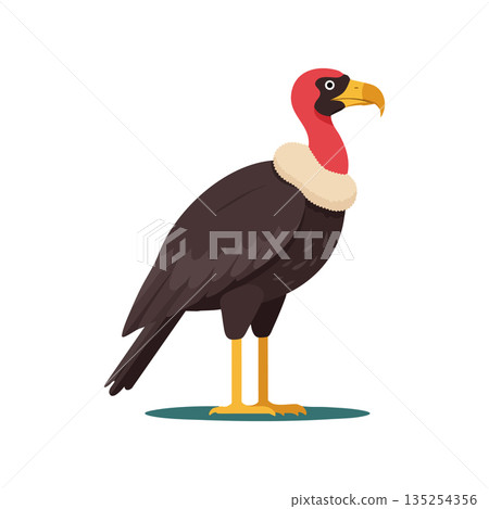 Vulture bird standing with red head and yellow beak wildlife illustration vector Vulture bird standing with red head and yellow beak wildlife illustration vector 135254356