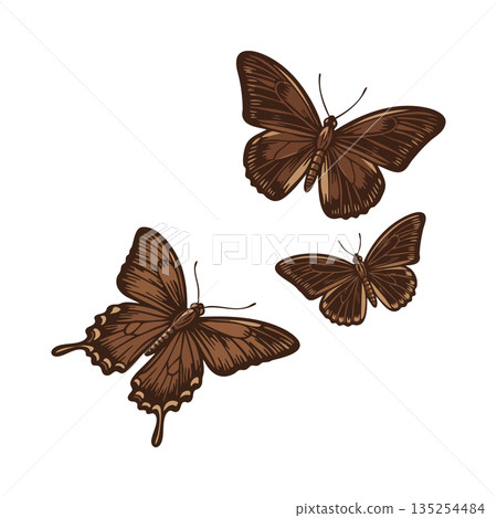 Brown butterfly vector art with three detailed brown butterflies in flight natural insect illustration 135254484