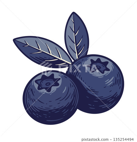 Blueberry vector illustration with detailed leaves and natural fruit design in dark blue tones for fresh healthy food concept Blueberry vector illustration with detailed leaves and natural fruit design in dark blue tones for fresh healthy food concept 135254494