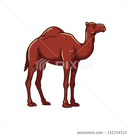 Brown camel standing animal wildlife desert mammal vector illustration Brown camel standing animal wildlife desert mammal vector illustration 135254522