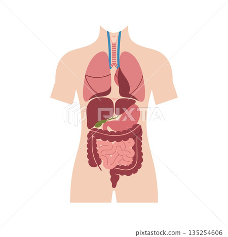 Human Digestive and Respiratory System Anatomy Vector Illustration with Internal Organs Human Digestive and Respiratory System Anatomy Vector Illustration with Internal Organs 135254606