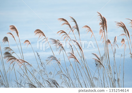 Winter grass Winter grass 135254614