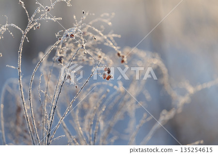 Winter grass Winter grass 135254615