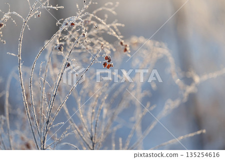 Winter grass Winter grass 135254616