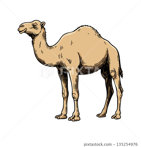 Camel vector illustration with beige and brown colors in side profile natural style 135254976