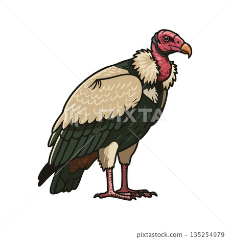 Vulture bird standing with detailed feathers and red head in natural pose vector illustration Vulture bird standing with detailed feathers and red head in natural pose vector illustration 135254979