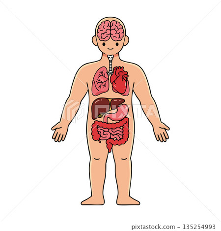 Human Body Internal Organs Anatomy Illustration Showing Brain Heart Lungs and Digestive System 135254993